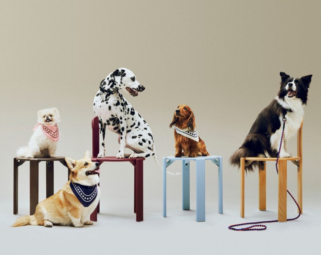 Tips voor pet brands die willen groeien op TikTok en Instagram